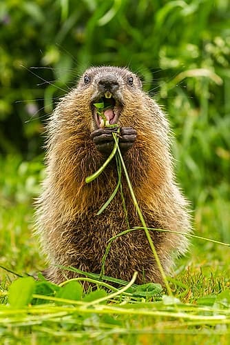 Minnesota-woodchuck-eating-teeth-captive Photography Print